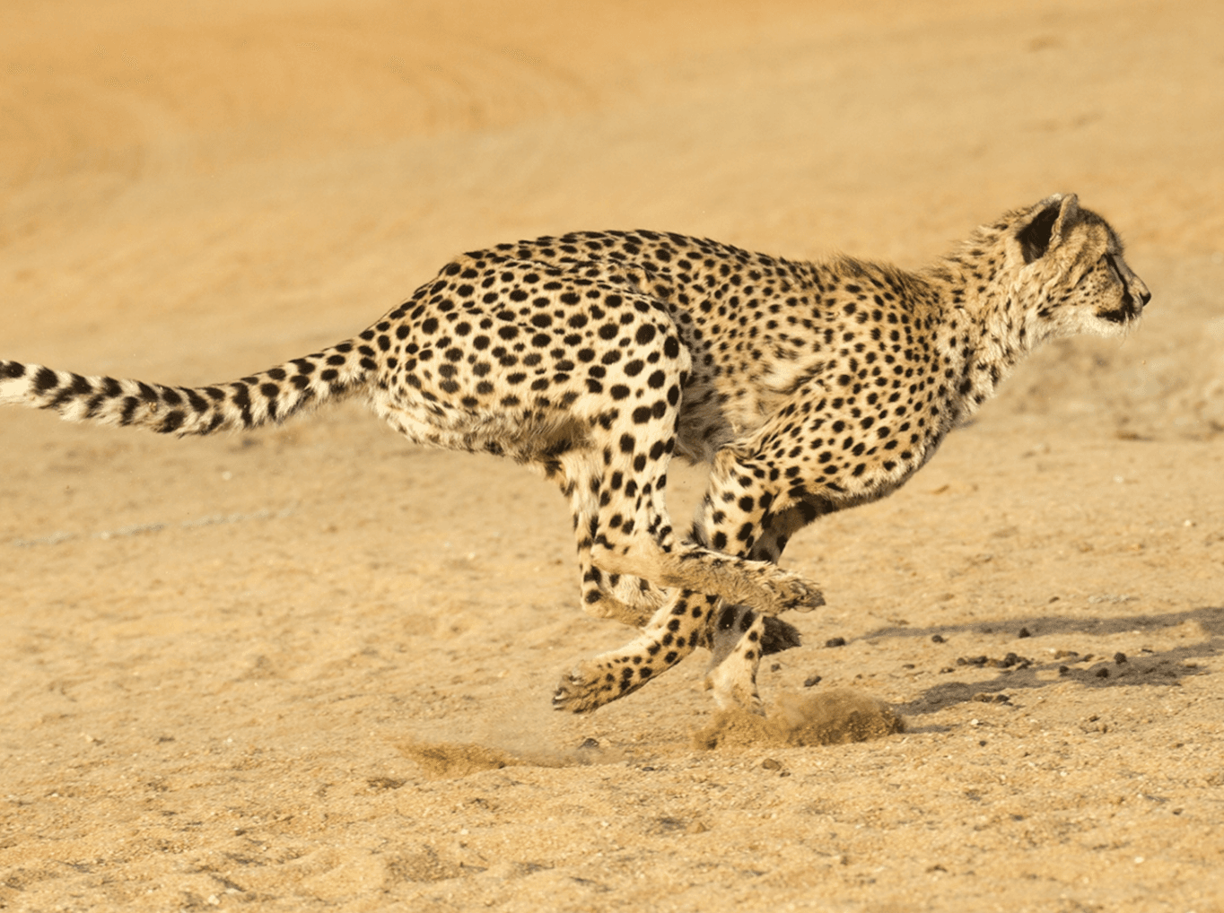 a9c87f452210b044501468cf